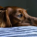10 Signs a Dog Is Dying And What To Do