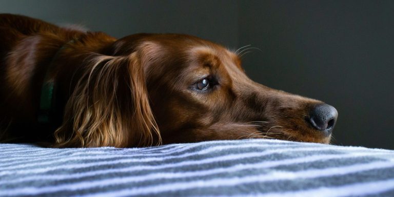 10 Signs a Dog Is Dying And What To Do