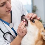 Dental Cleaning for Dogs by Freepik