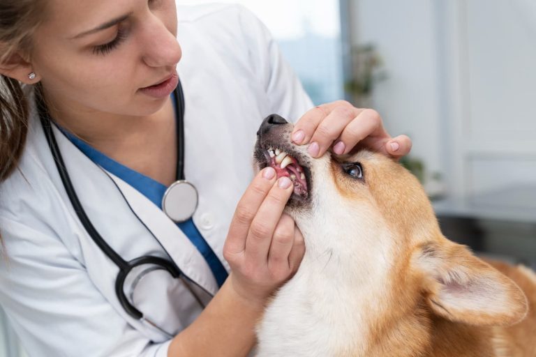 Dental Cleaning for Dogs by Freepik