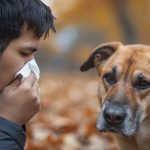 Dog Allergy Symptoms