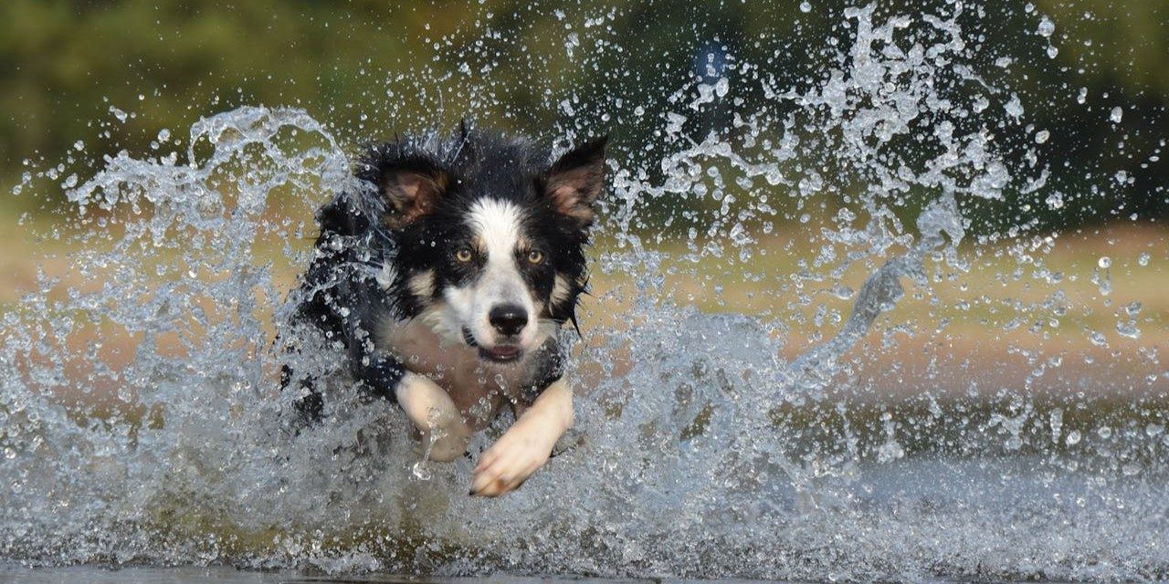 Active Dog Breeds