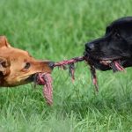 Aggressive Dog Training