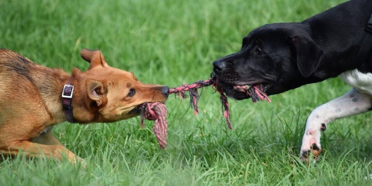 Aggressive Dog Training