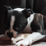 Are Milk Bones Bad for Dogs