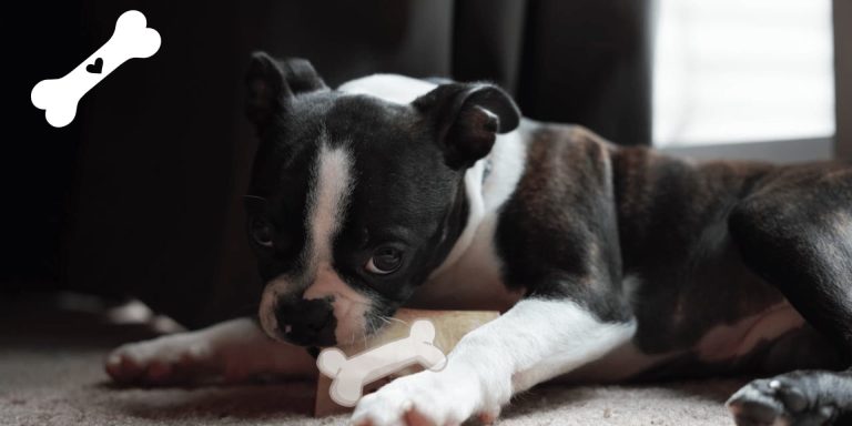 Are Milk Bones Bad for Dogs