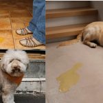 Bladder Infection in Dogs