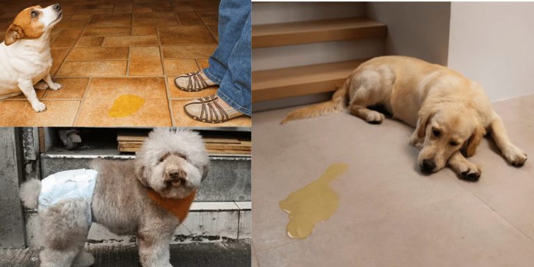 Bladder Infection in Dogs