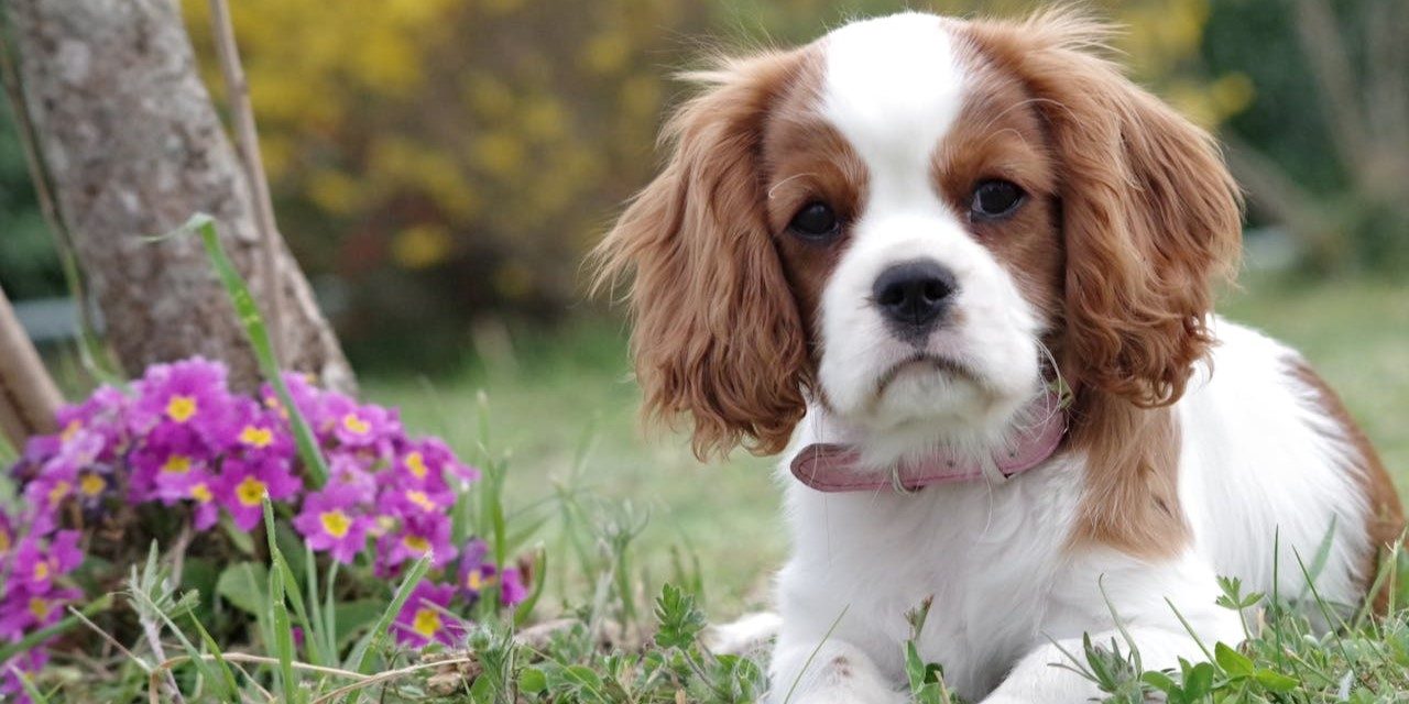 Calm Dog Breeds