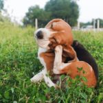 Can Dogs Be Allergic to Grass