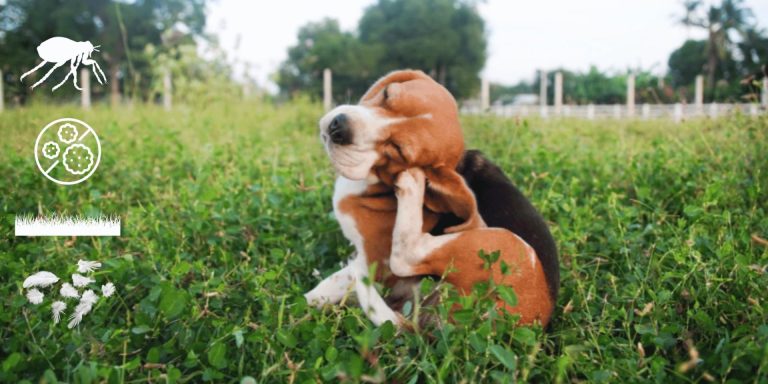 Can Dogs Be Allergic to Grass