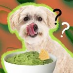 Can Dogs Eat Avocado