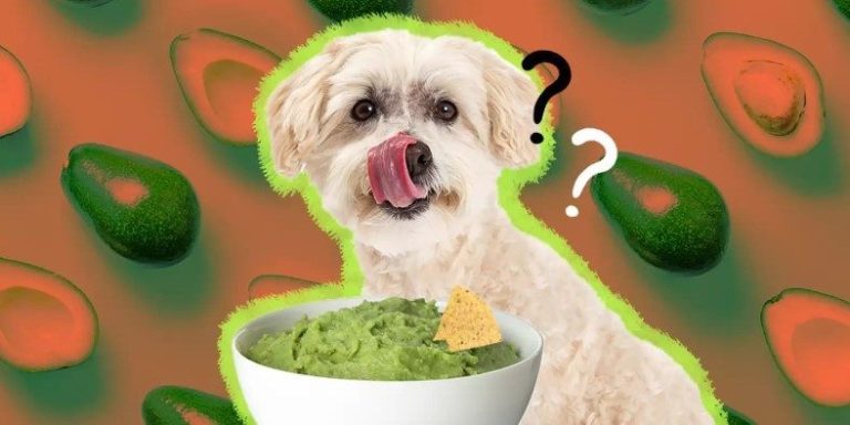Can Dogs Eat Avocado