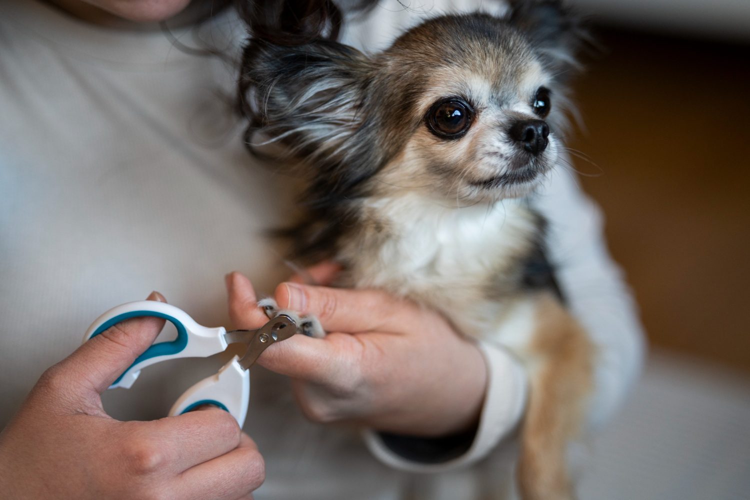 Clipping Dog's Nails by Freepik