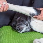 Dog Arthritis Treatment Effective Relief Options