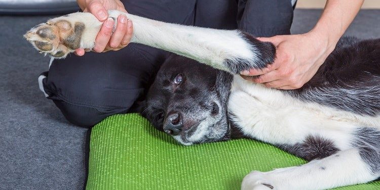 Dog Arthritis Treatment Effective Relief Options