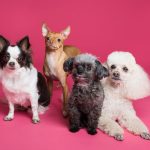 Dog Breeds That Don't Shed