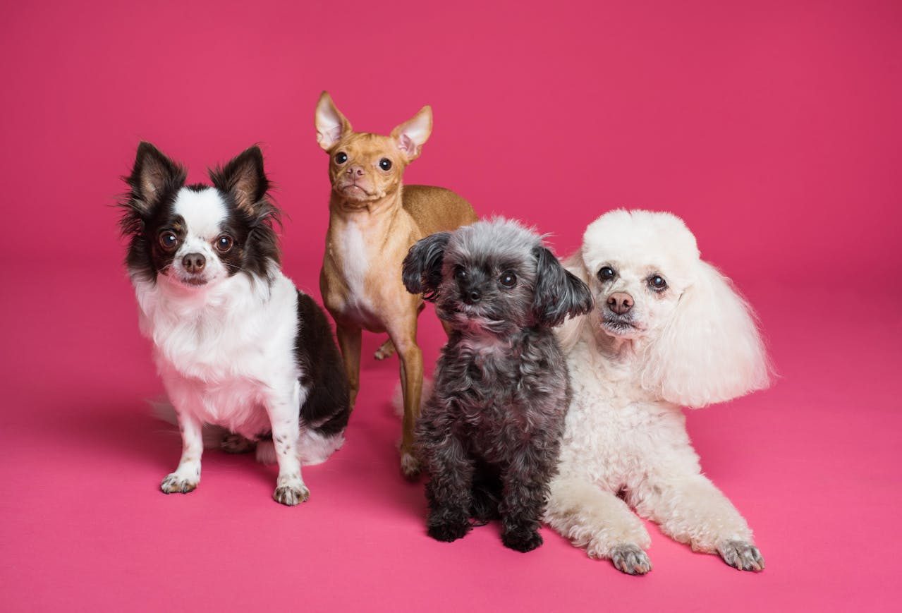 Dog Breeds That Don't Shed