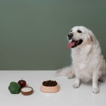 Dog Diets for Weight Loss by Freepik