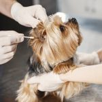 Dog Ear Cleaning Guide
