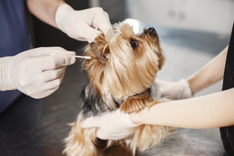 Dog Ear Cleaning Guide