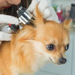Dog Ear Infection Treatment