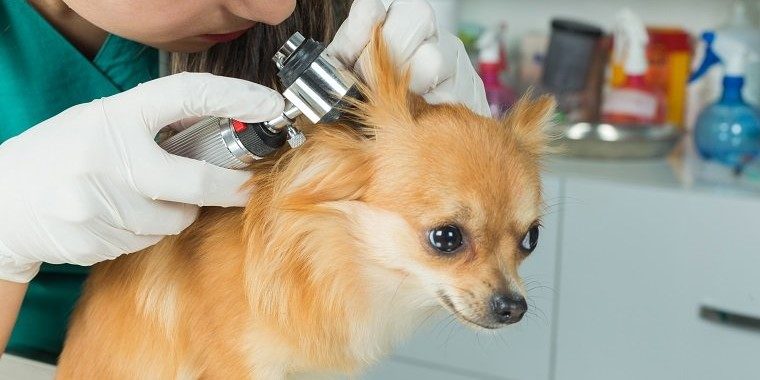 Dog Ear Infection Treatment
