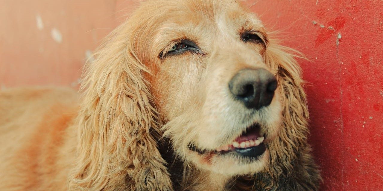 Dog Eye Discharge