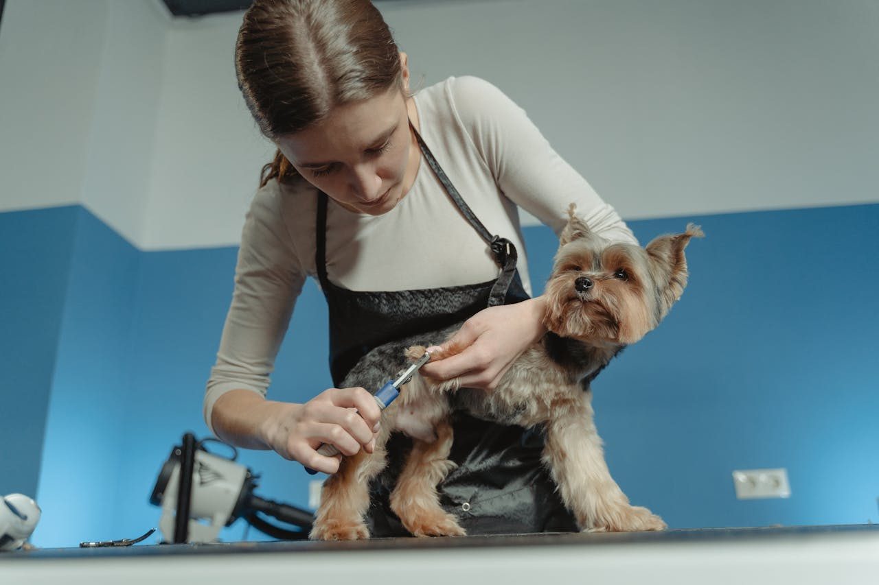 Dog Nail Trimming Guide