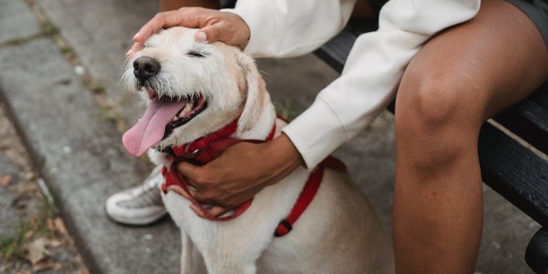 Dog Temperament Test