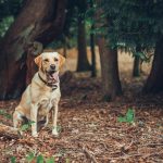 Dog Won't Come When Called