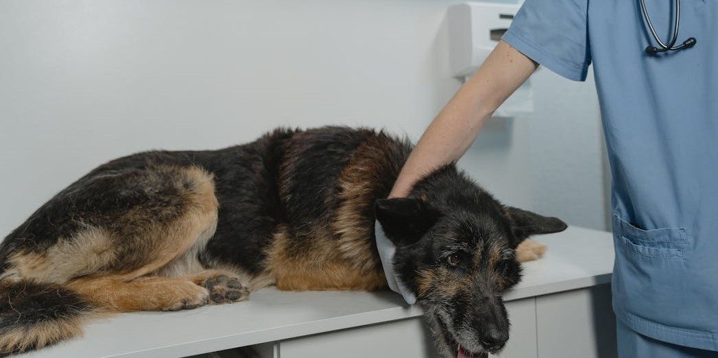 Dog Worms Symptoms