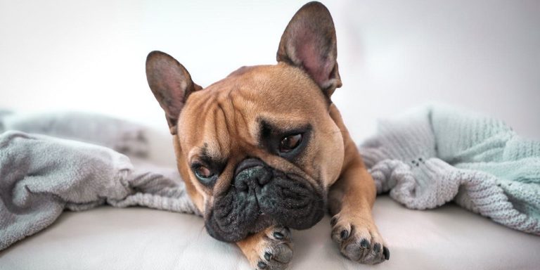 Home Remedies for Dog Swollen Face