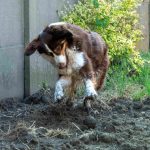 How Do You Stop a Dog from Digging