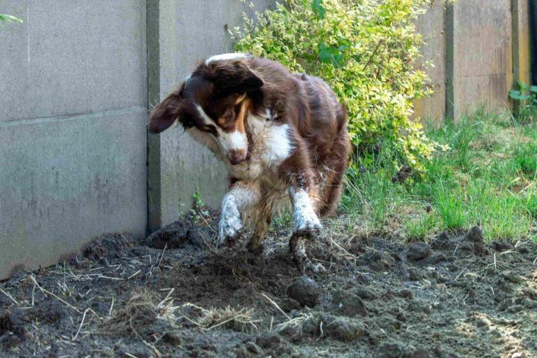 How Do You Stop a Dog from Digging