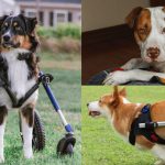 Hip Dysplasia in Dogs