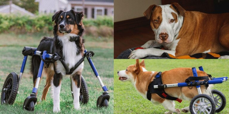 Hip Dysplasia in Dogs