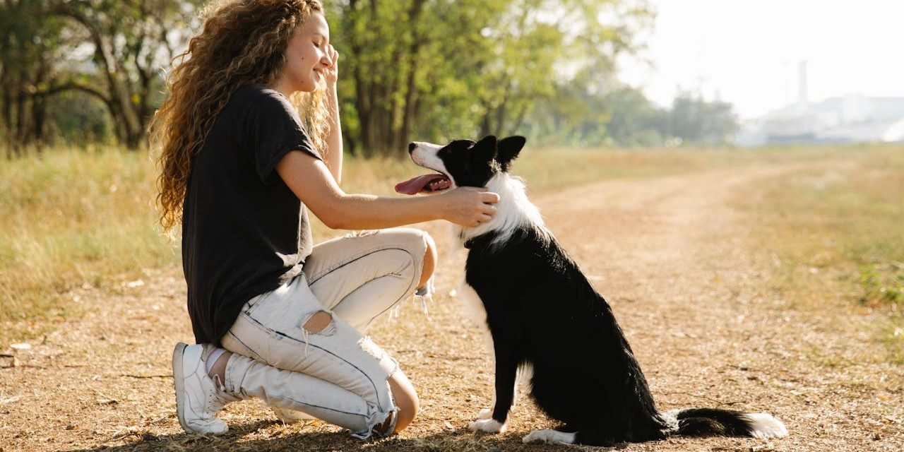 How Do You Train Your Dog to Sit Simple Tips That Work