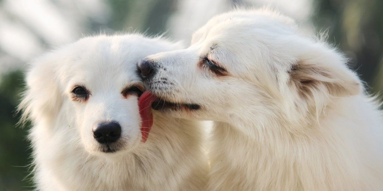 How Long are Dogs in Heat