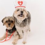 How Much Does a Vet Visit Cost
