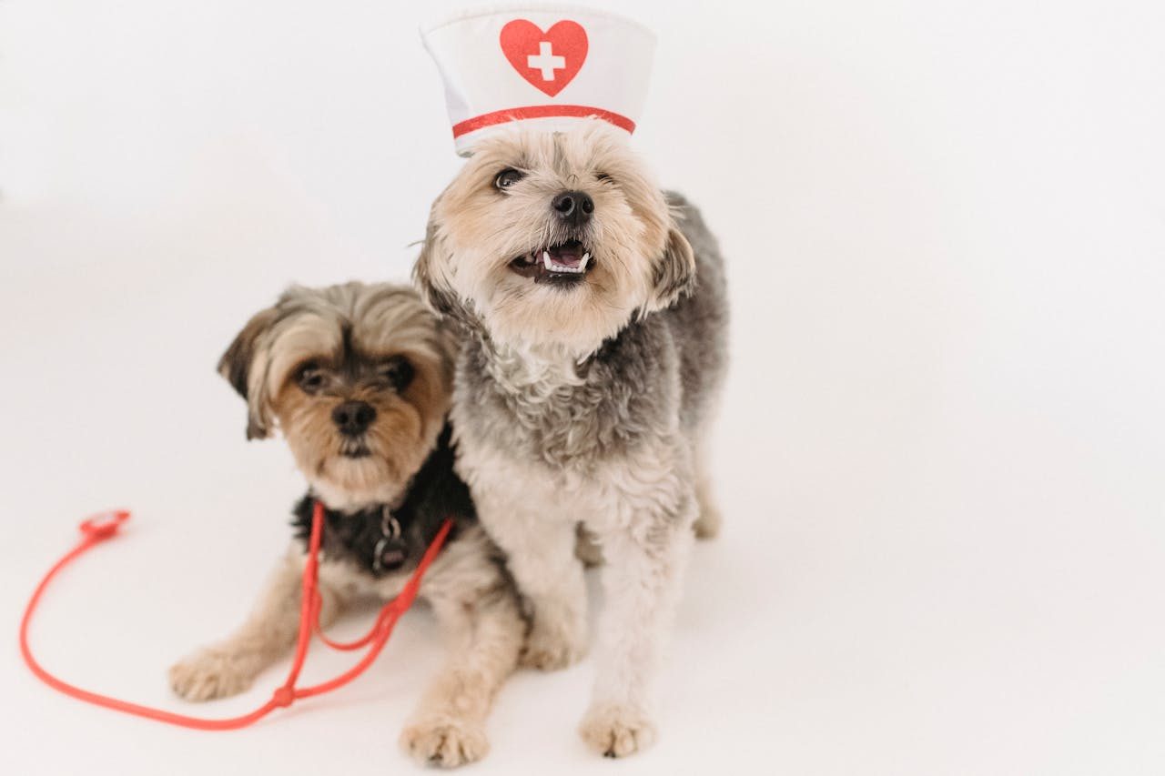 How Much Does a Vet Visit Cost