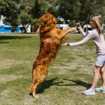 How Much Exercise Do Dogs Need