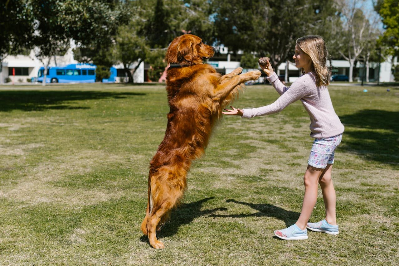 How Much Exercise Do Dogs Need