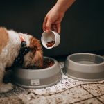 How Much Food Should I Feed My Dog