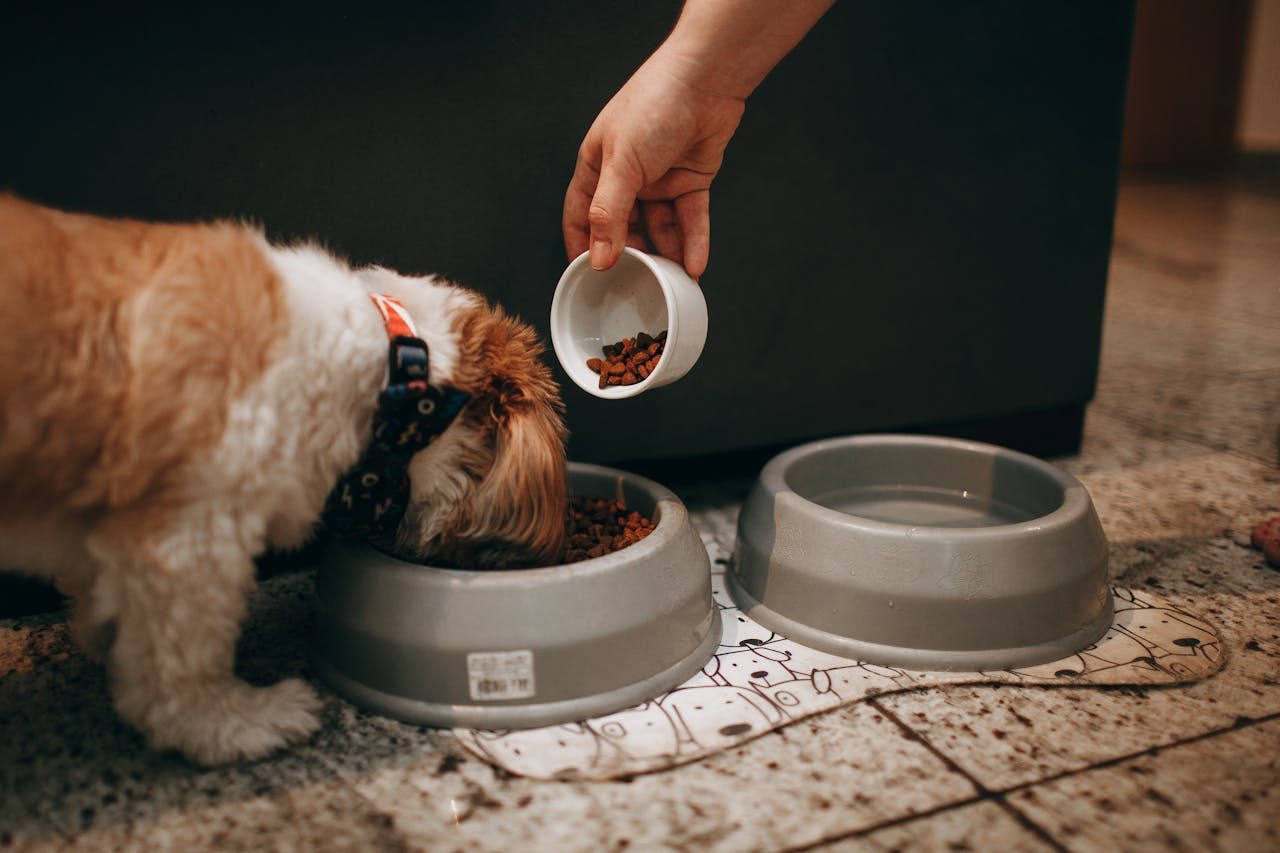 How Much Food Should I Feed My Dog