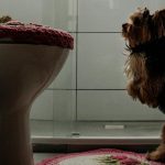 How to Potty Train a Puppy