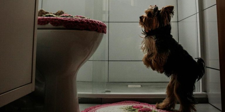 How to Potty Train a Puppy