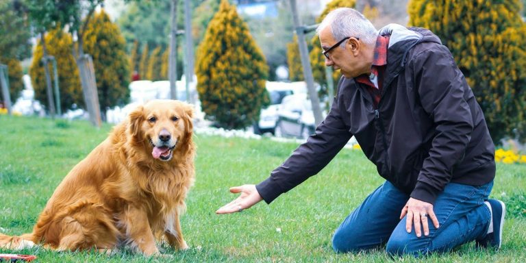 How to Provide Your Senior Dog With Proper Exercise
