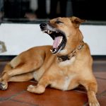 How to Stop a Dog Barking
