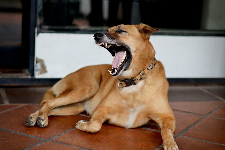 How to Stop a Dog Barking